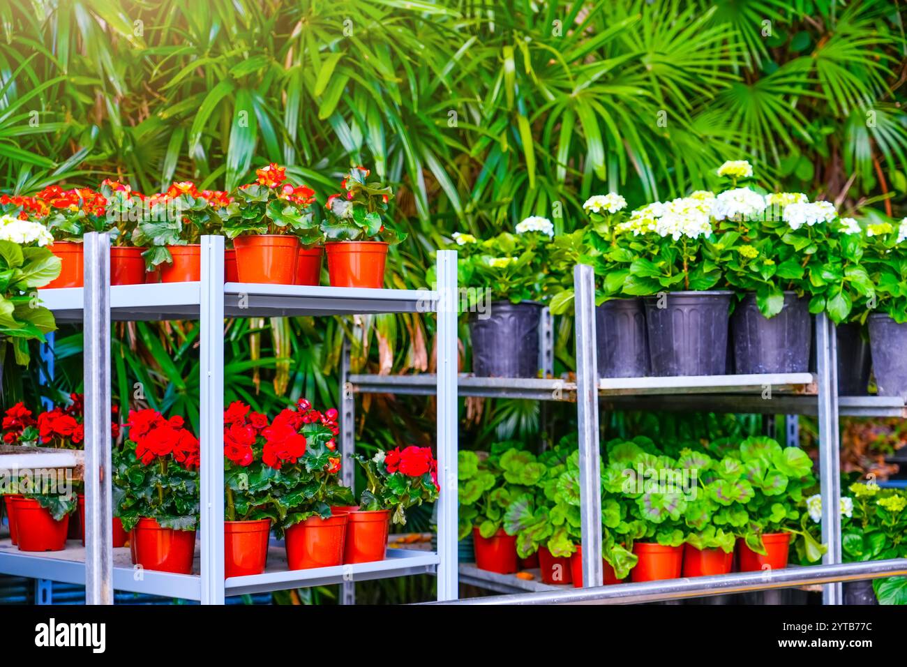 Bunte Begonien, Hortensie, Pelargonien, Violen, Stiefmütterchen Blumen in Töpfen zum Verkauf. Blumen auf Regalen in der Nähe des Gewächshauszentrums. Wachsender See Stockfoto