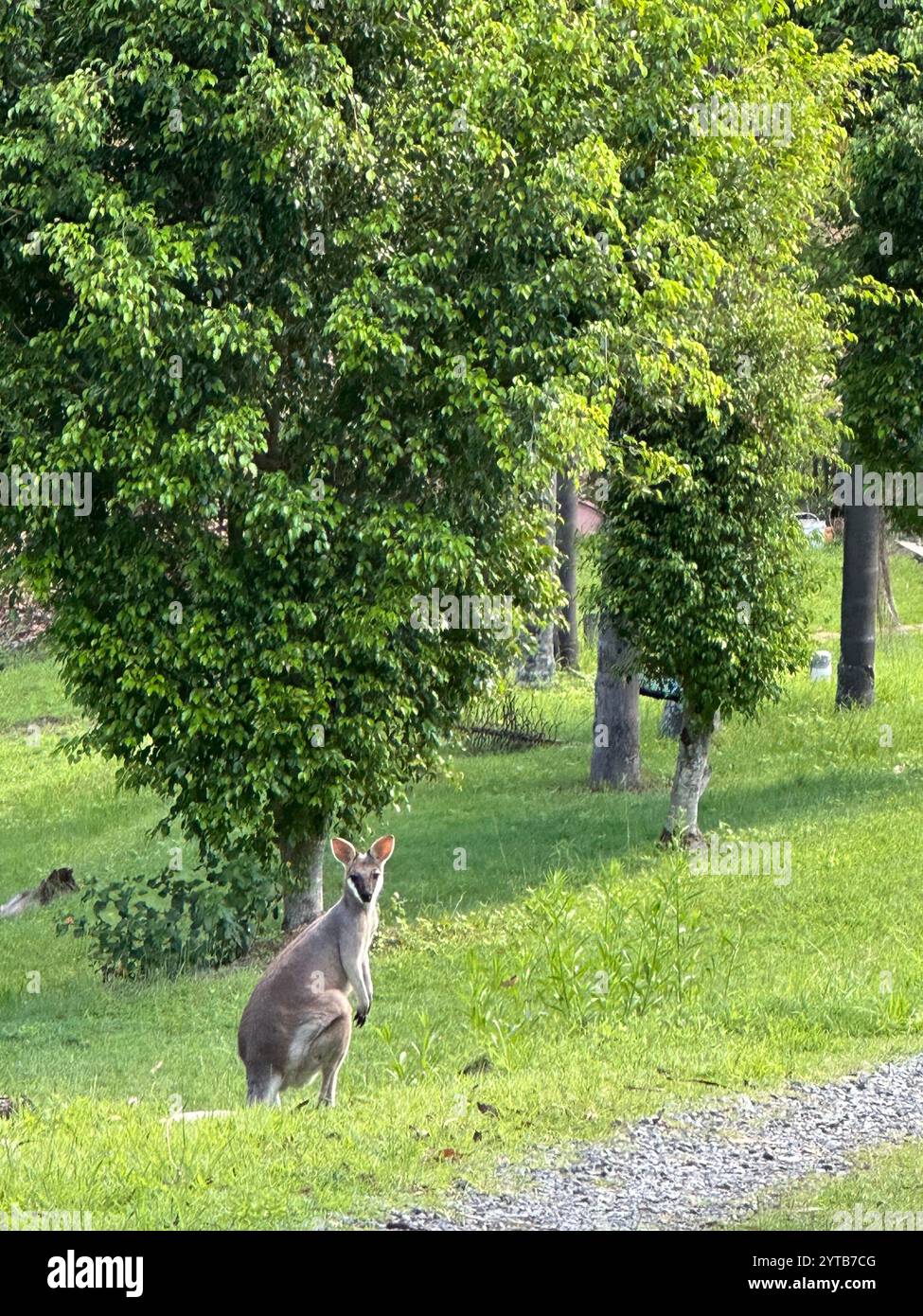 Känguru - Smartphone-aufgenommenes Stockfoto