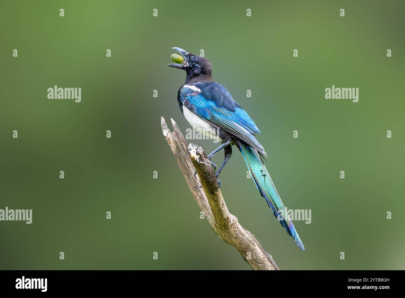 Nahaufnahme der sich formenden Magpie, Pica pica, mit Krallen, die fest an vertikalen toten Ästen haften und mit Nahrung im Schnabel gegen schlichte Hintergründe schauen Stockfoto