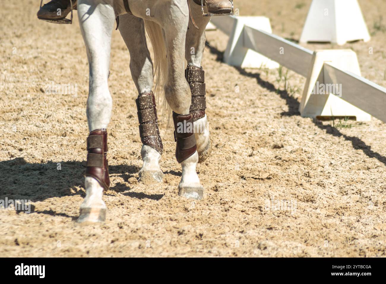 Blick auf die Beine eines lusitano reinrassigen weißen Pferdes bei einer Reitwettbewerb Show, Hintergrund des Reitkonzepts Stockfoto