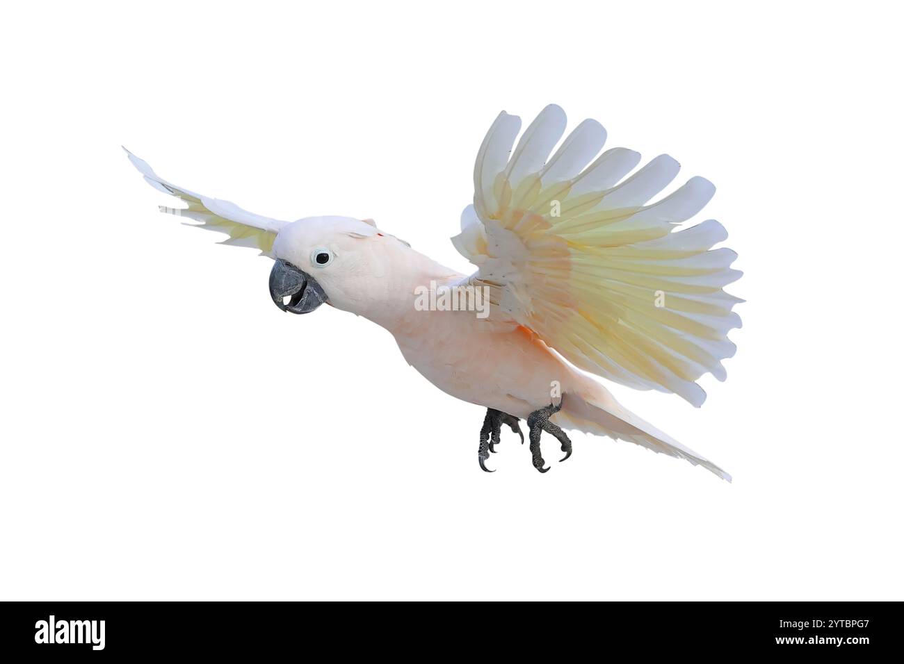 Wunderschöner molukkischer Cockatoo-Papagei, der isoliert auf weißem Hintergrund mit Beschneidungspfad fliegt. Stockfoto