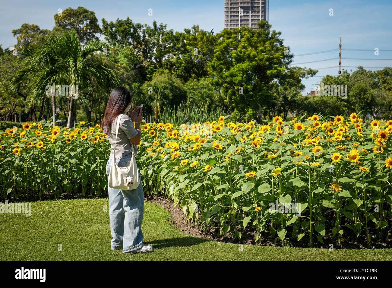 Bangkok, Thailand. Dezember 2024. Eine junge Frau wird gesehen, wie sie ein Foto von blühenden Sonnenblumen auf einem Feld im Chatuchak Park in Bangkok macht. Der Chatuchak Park ist ein öffentlicher Park in Bangkok, der einen friedlichen Rückzugsort mit Grünflächen, einem See und Erholungsgebieten abseits der Hektik der Stadt bietet. Quelle: SOPA Images Limited/Alamy Live News Stockfoto