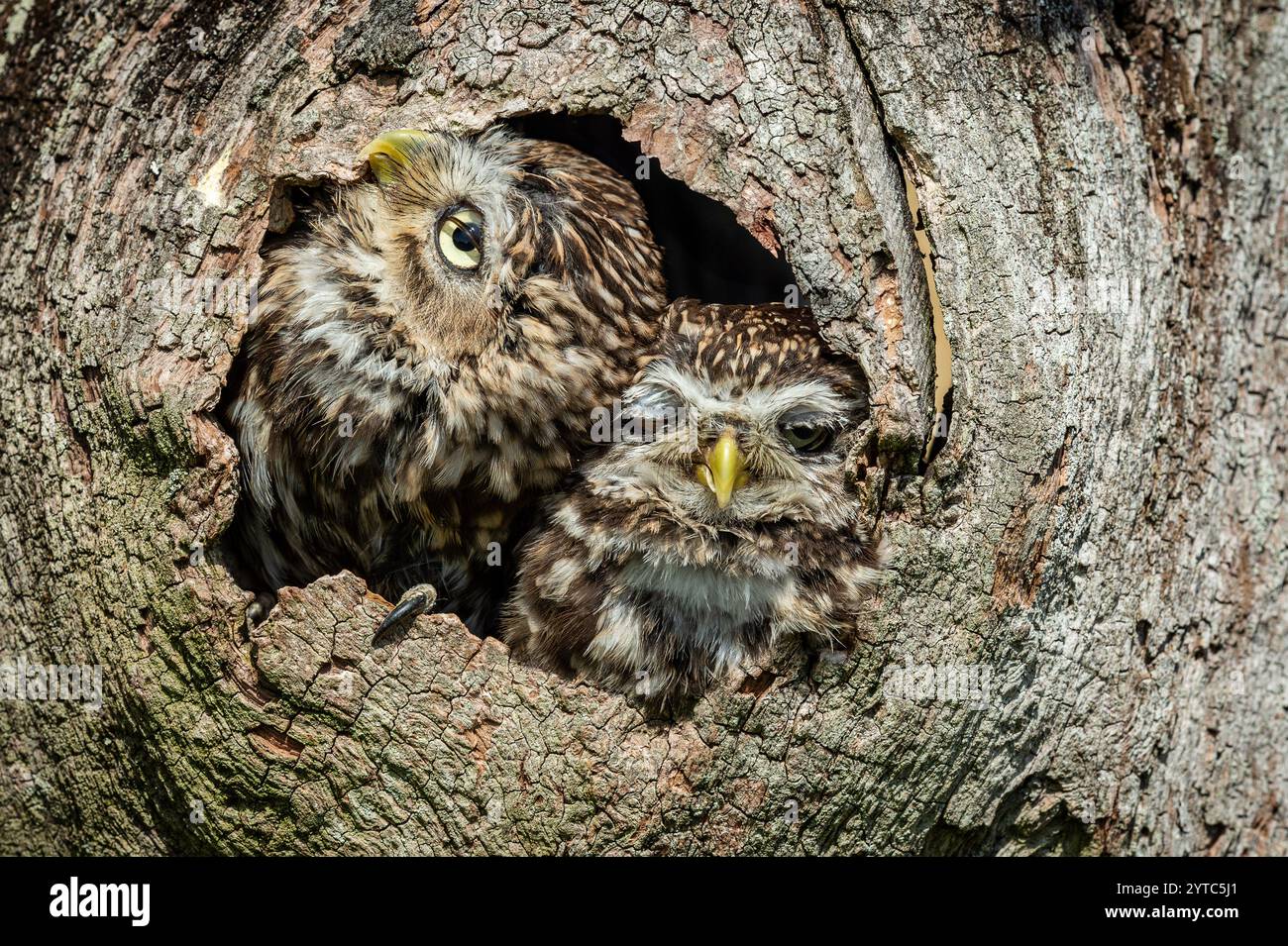 Eulen, zwei kleine Eulen, wissenschaftlicher Name: Athene noctua, in der Höhle eines Baumes, einer sehr schläfrig mit halb geschlossenen Augen und der andere blickt nach oben. L Stockfoto