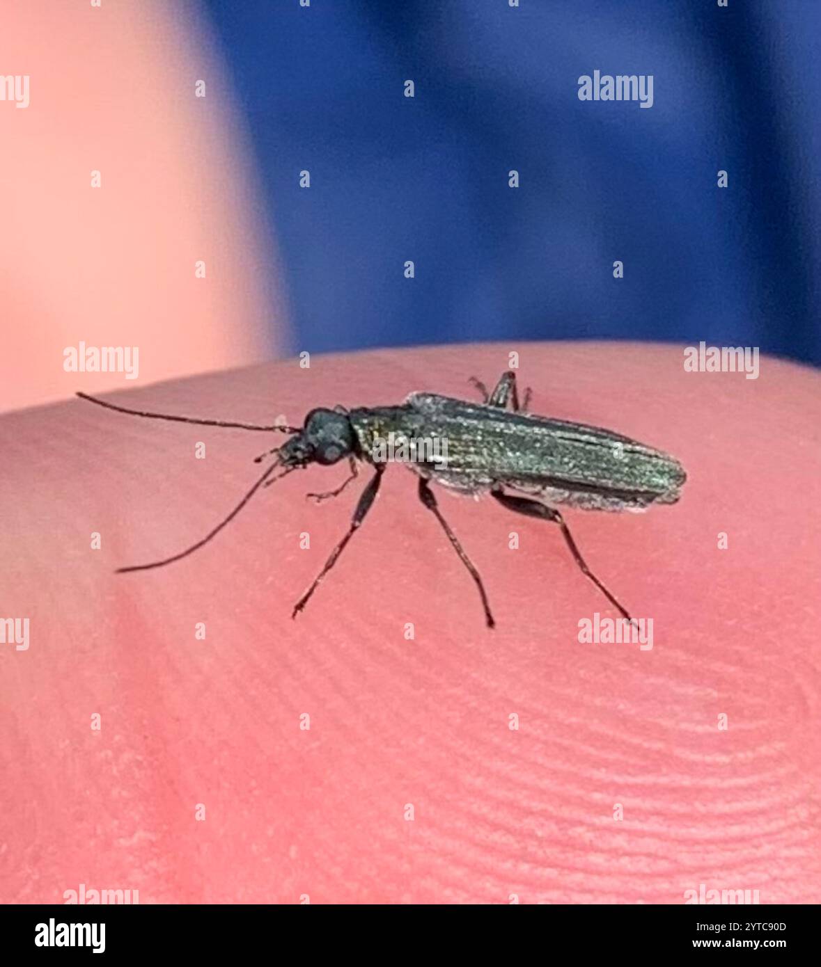 (Oedemera lurida) Stockfoto