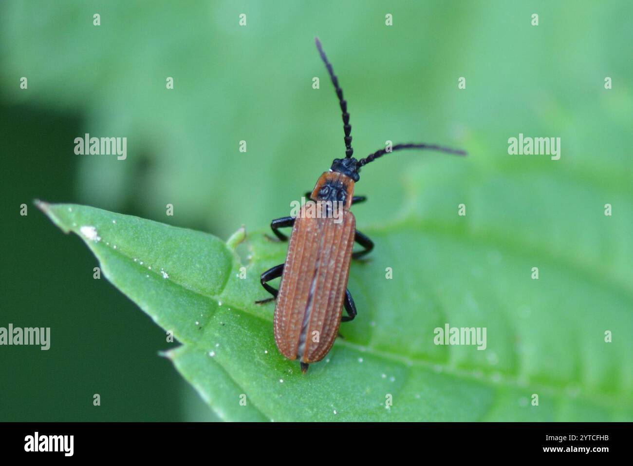 Cosnards Netzflügelkäfer (Erotides cosnardi) Stockfoto
