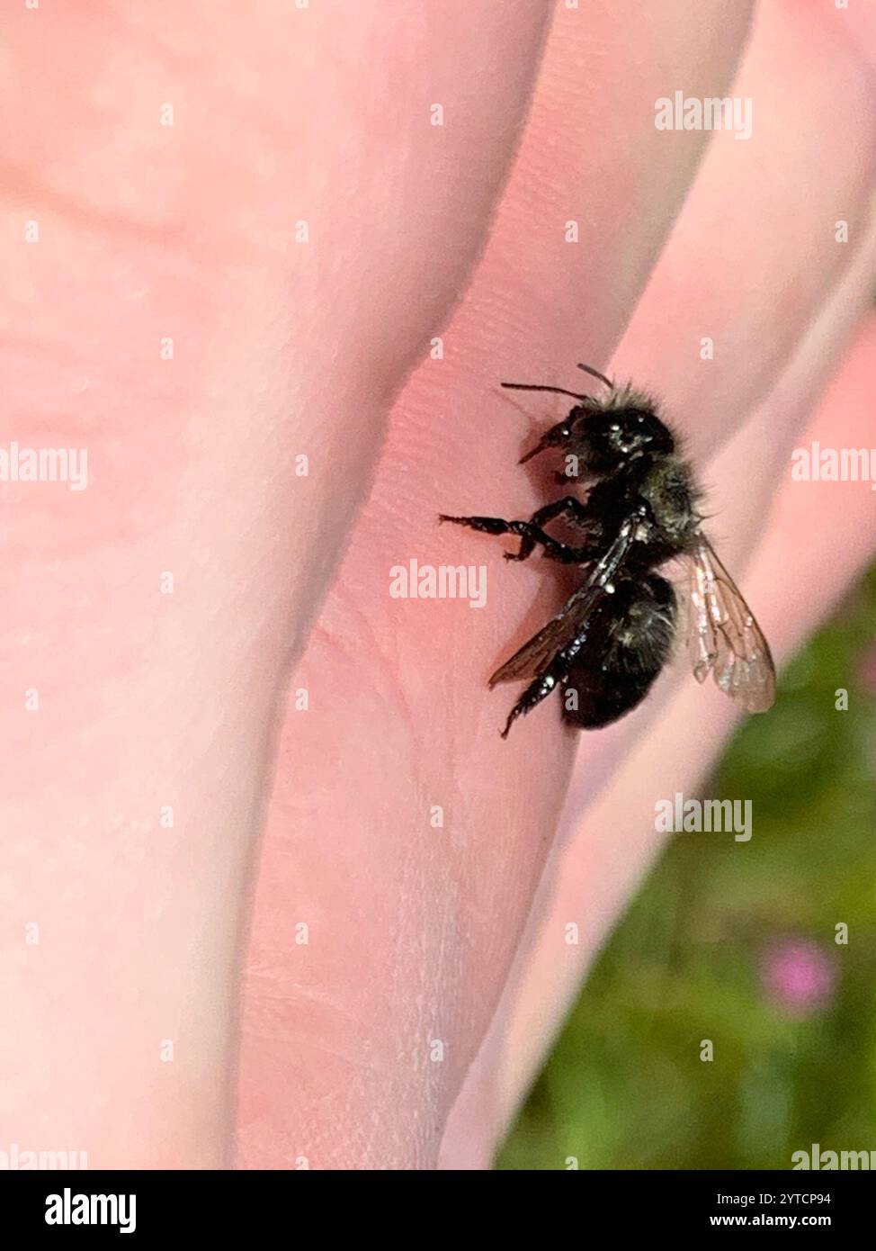 Blaue Orchardbiene (Osmia lignaria) Stockfoto