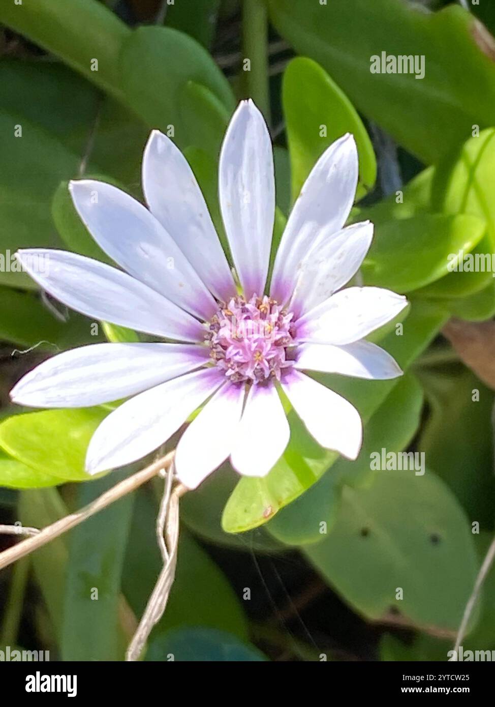 Afrikanische Gänseblümchen (Dimorphotheca fruticosa) Stockfoto