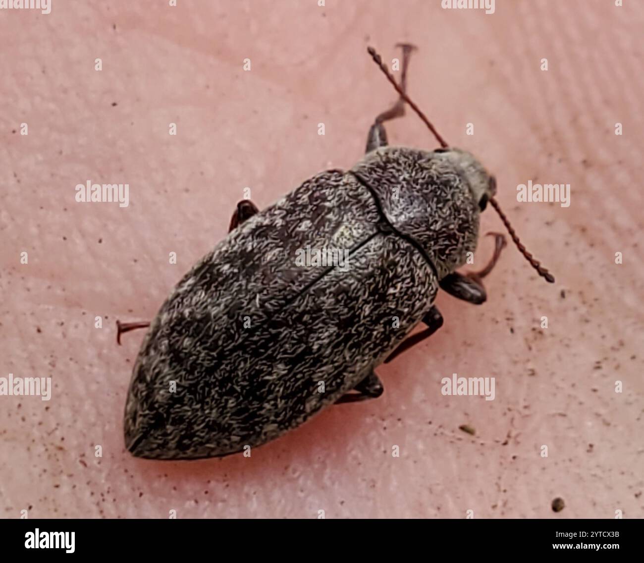 Falscher Darkling Käfer (Epitragodes tomentosus) Stockfoto