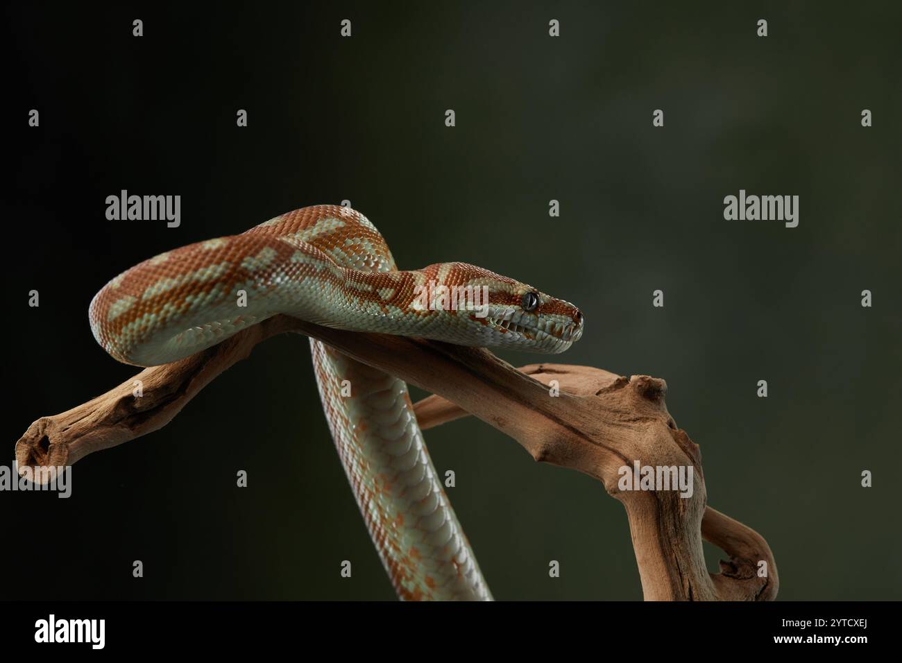 Eine Python liegt auf einem Zweig, deren Körper natürlich über dem Holz liegt. Das ruhige und entspannte Verhalten der Schlange steht im Kontrast zu ihrer typischen Wachsamkeit. Stockfoto