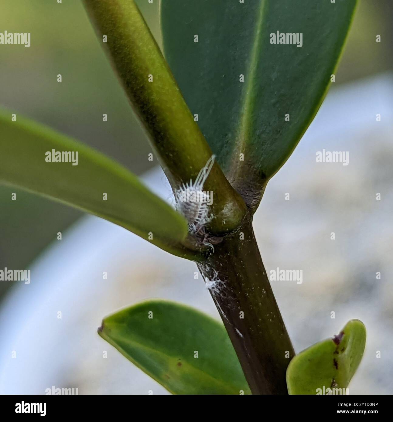 Langschwanz-Mealybug (Pseudococcus longispinus) Stockfoto