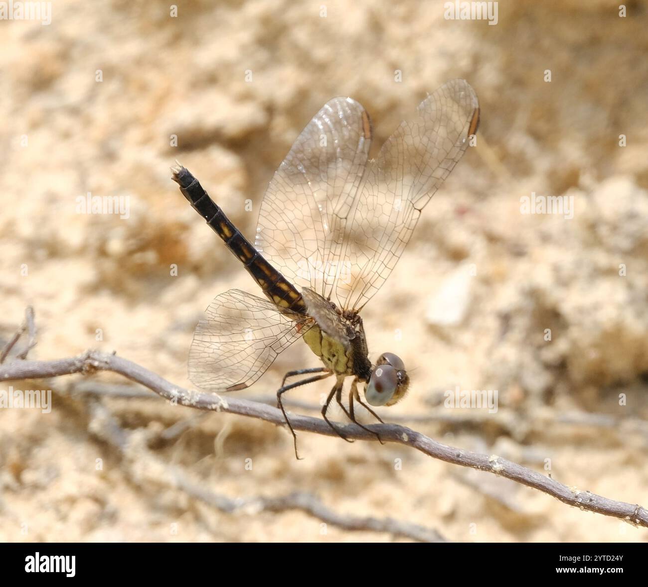 Little Blue Dragonlet (Erythrodiplax minuscula) Stockfoto