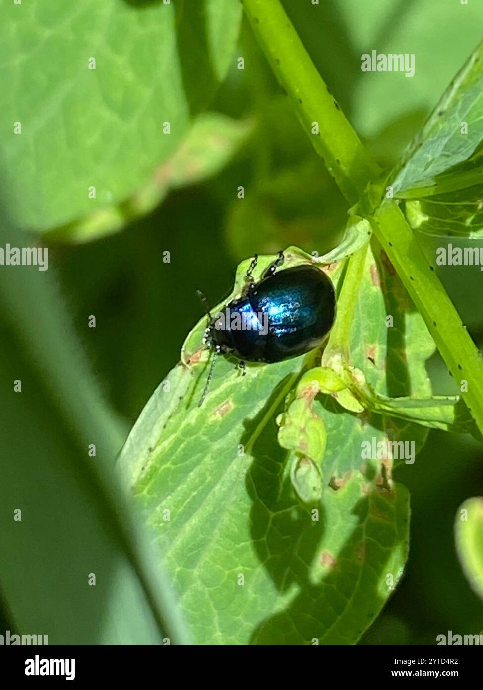 (Chrysolina varians) Stockfoto