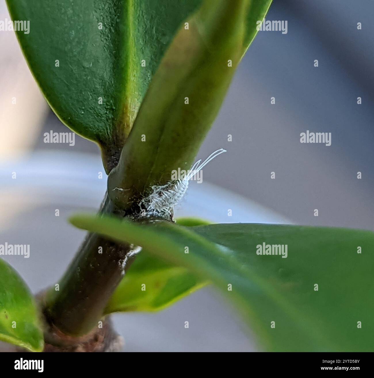 Langschwanz-Mealybug (Pseudococcus longispinus) Stockfoto