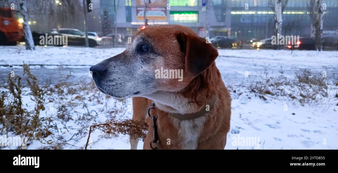 Lächelnder Hund mit fröhlichem Gesichtsausdruck Stockfoto