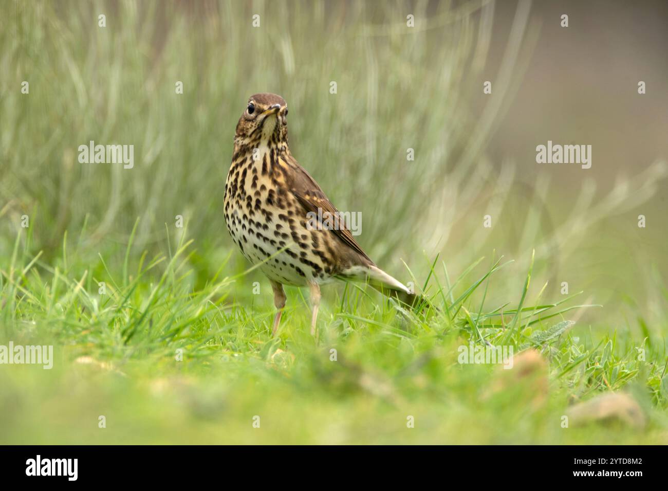 Lied Thrush in einem mediterranen Wald mit dem letzten Licht des Tages Stockfoto