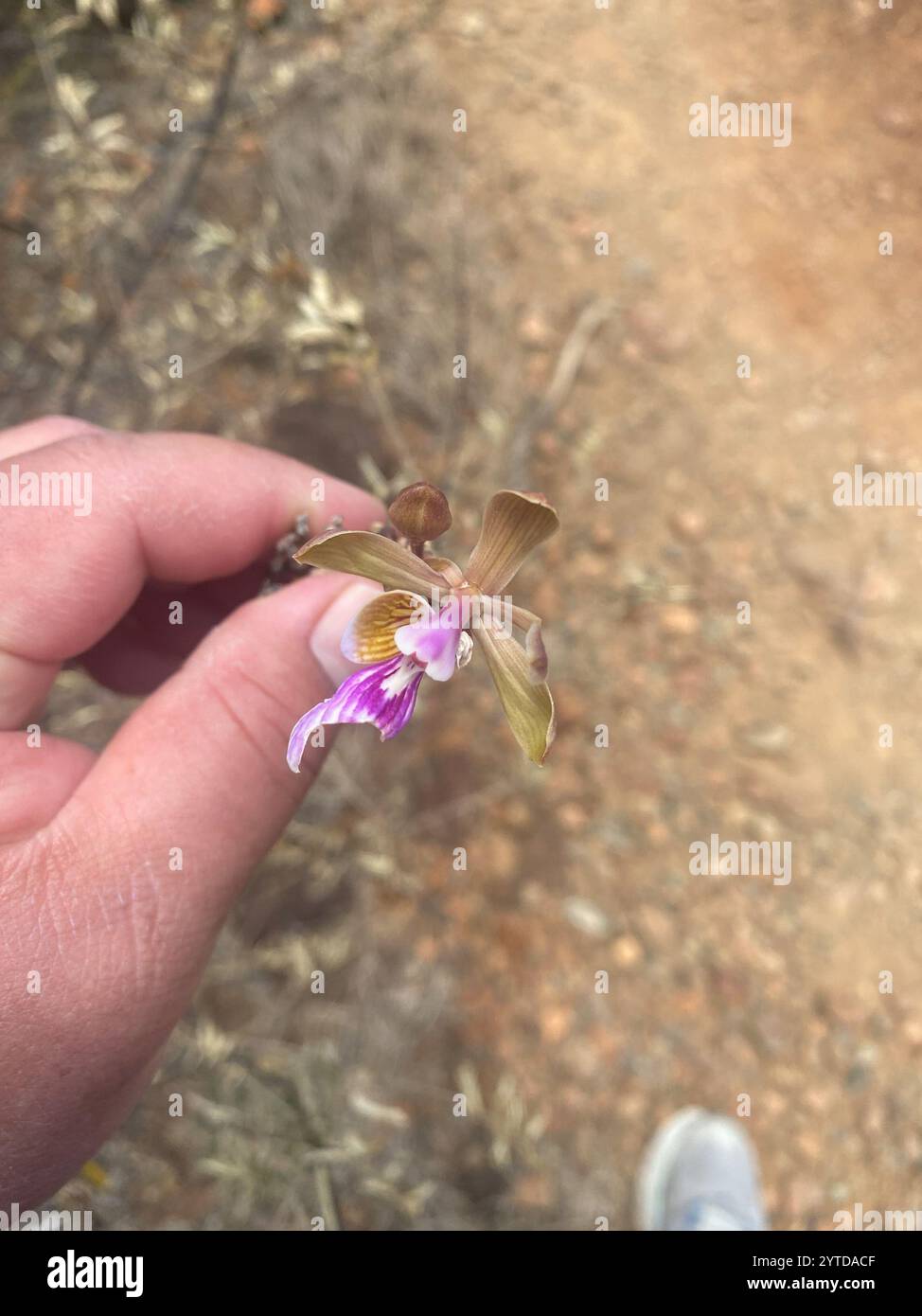 Inselpfauenorchidee (Psychilis macconnelliae) Stockfoto
