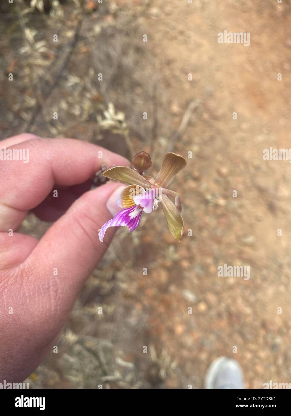 Inselpfauenorchidee (Psychilis macconnelliae) Stockfoto