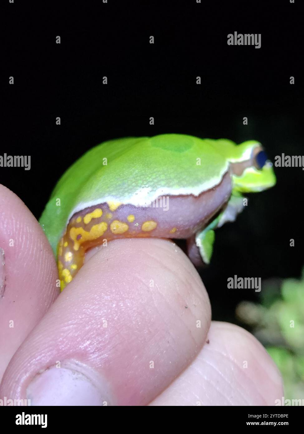 Kiefer Barrens Treefrog (Hyla andersonii) Stockfoto