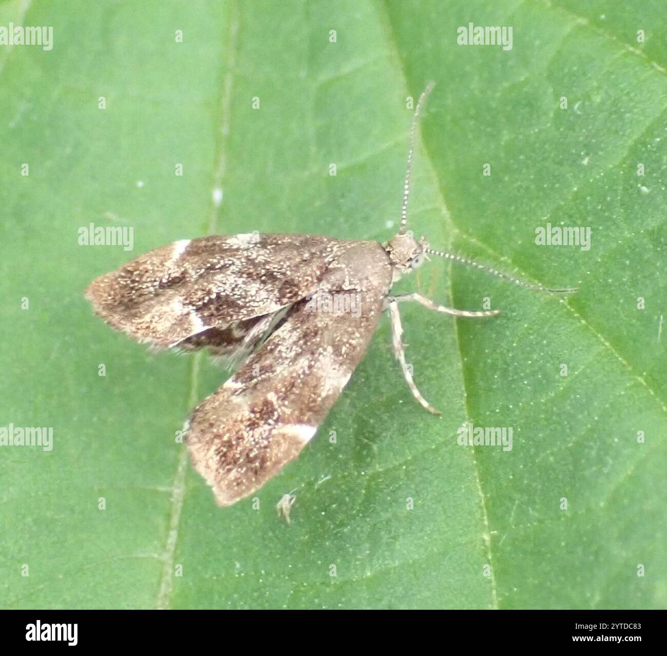 Brennnesselhahn (Anthophila fabriciana) Stockfoto