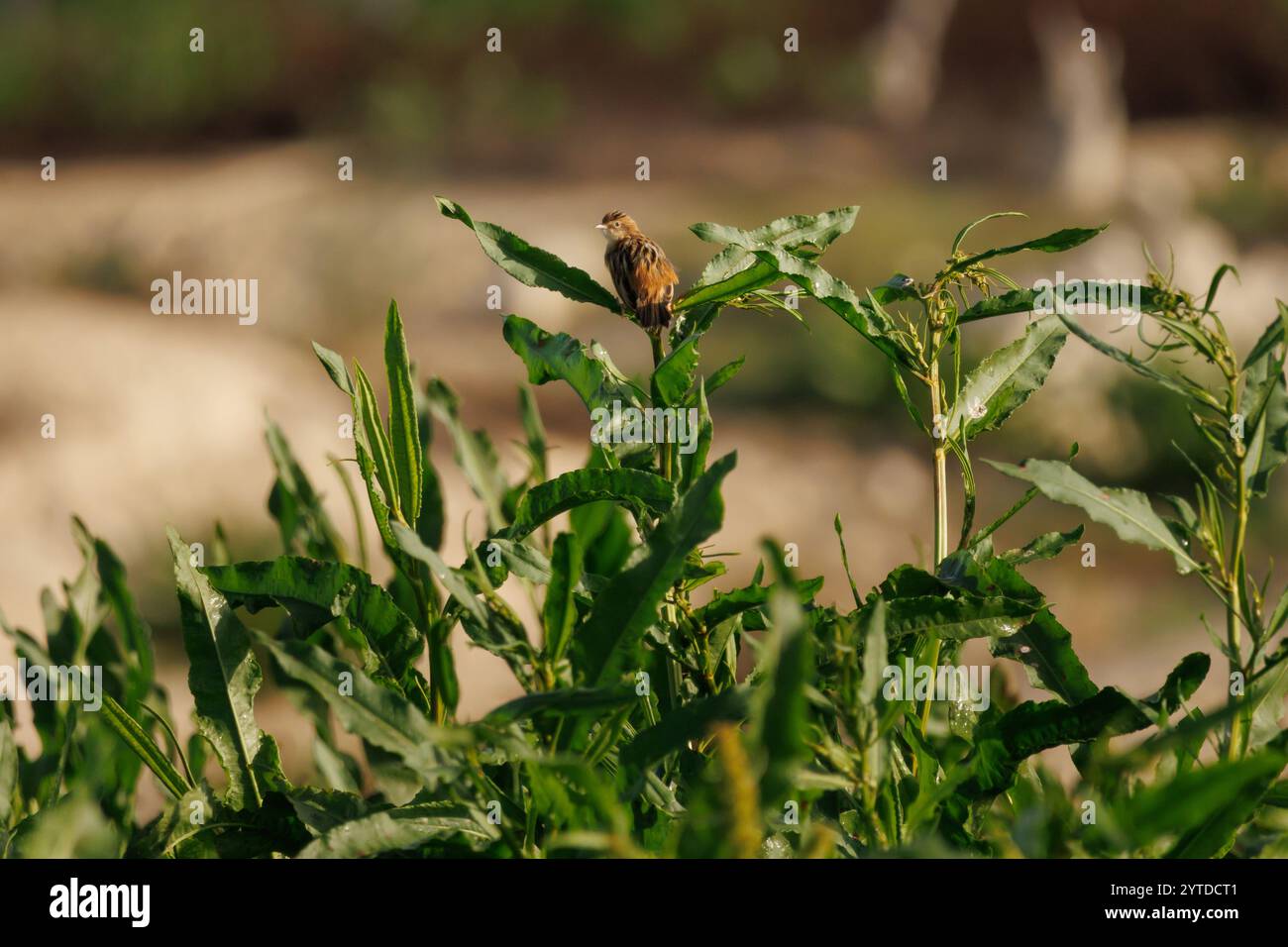 Zitting Cisticola, Cisticola juncidis, einer der kleinsten Vögel Europas in seinem Lebensraum, Beniarres-Stausee, Spanien Stockfoto