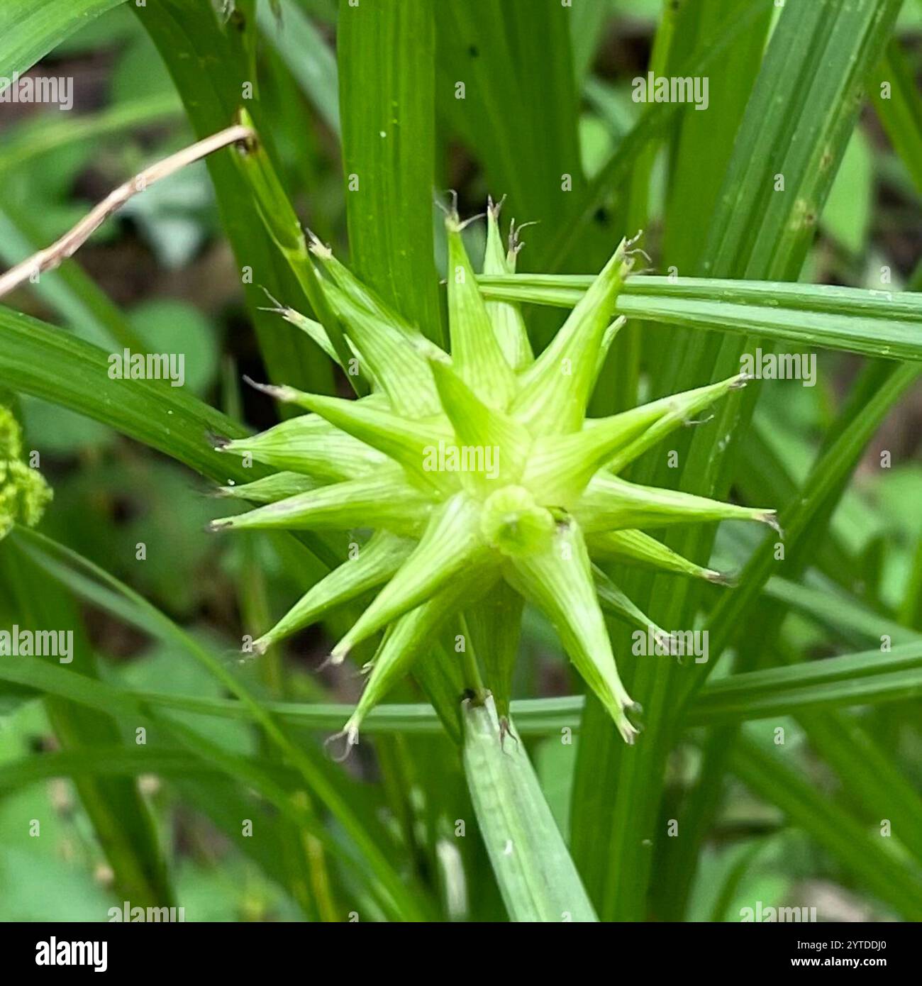 Gray's Segge (Carex gryi) Stockfoto