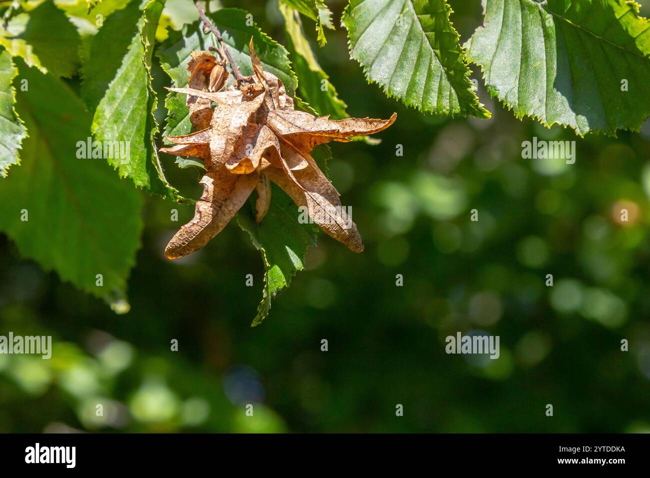 Ast einer Hainbuche Carpinus betulus mit herabhängender Blütenstände und Blättern im Herbst, ausgewählter Fokus, schmale Schärfentiefe, Kopierraum in der Unschärfe Stockfoto