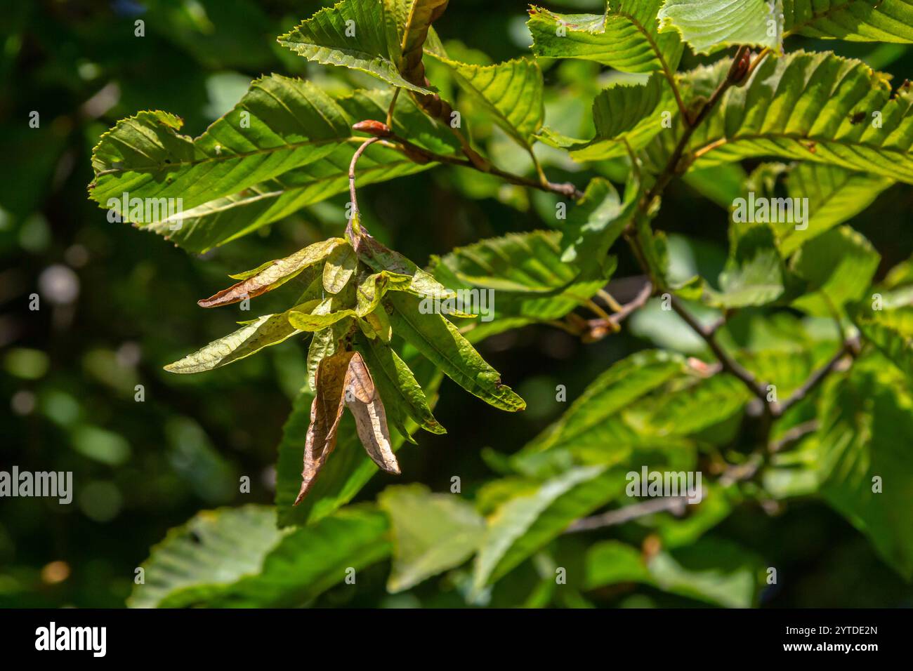 Ast einer Hainbuche Carpinus betulus mit herabhängender Blütenstände und Blättern im Herbst, ausgewählter Fokus, schmale Schärfentiefe, Kopierraum in der Unschärfe Stockfoto