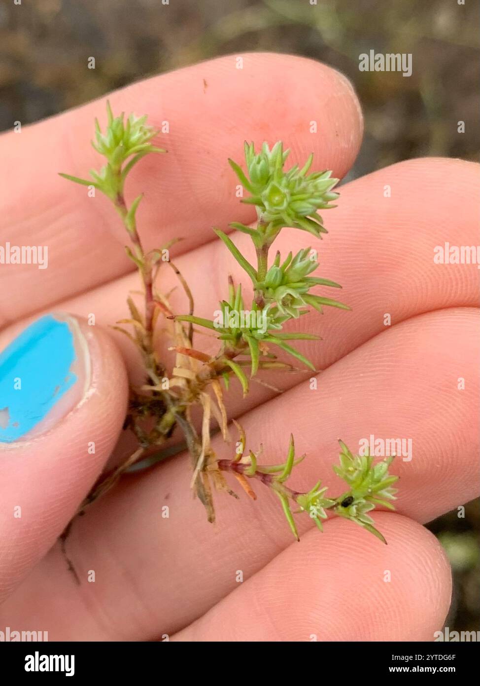 Knawel jährlich (Scleranthus annuus) Stockfoto