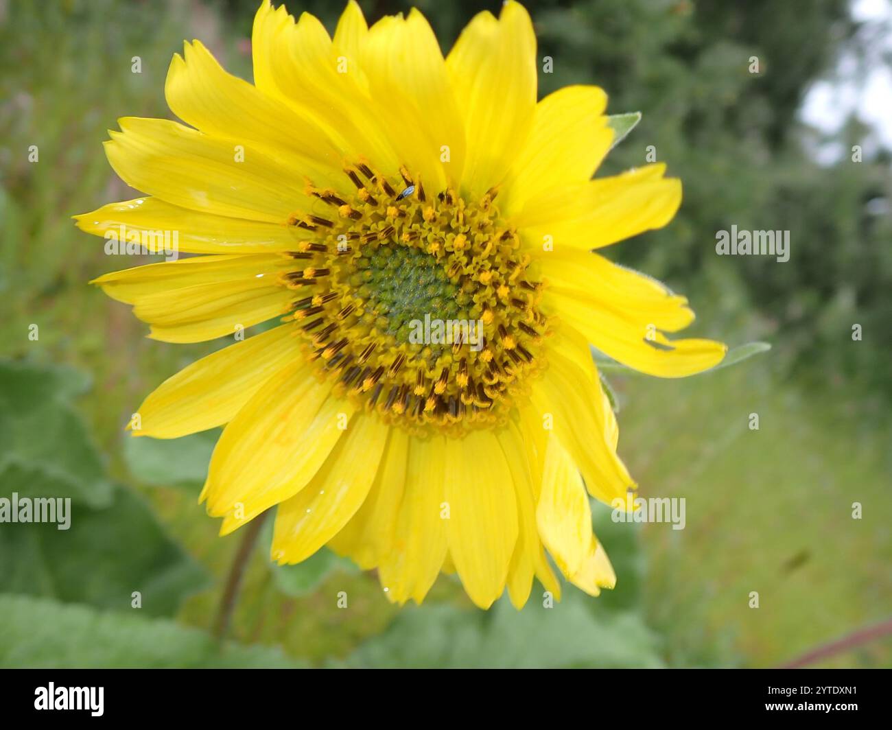 Deltamuswurzel (Balsamorhiza deltoidea) Stockfoto