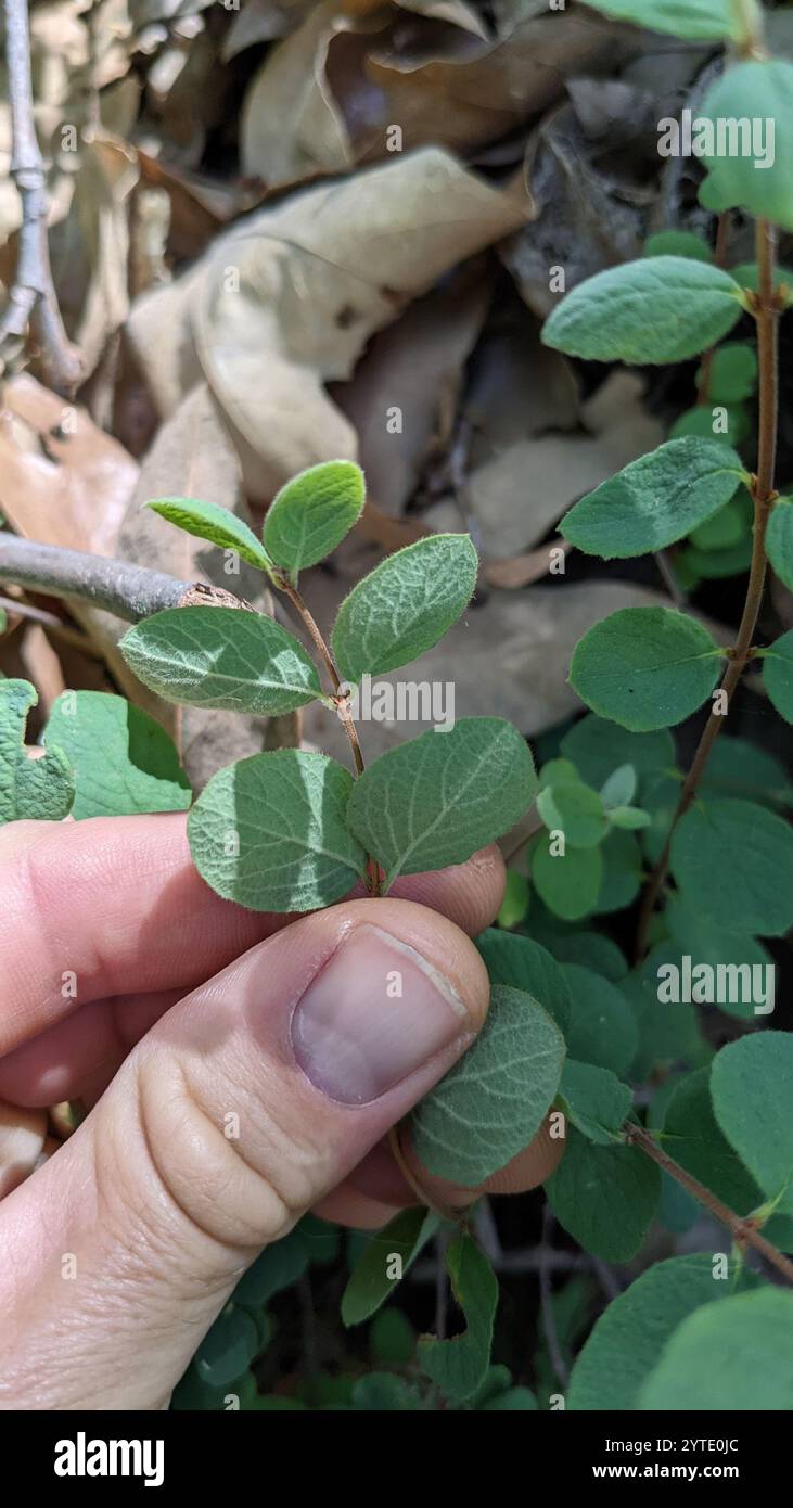 Kriechbeere (Symphoricarpos mollis) Stockfoto