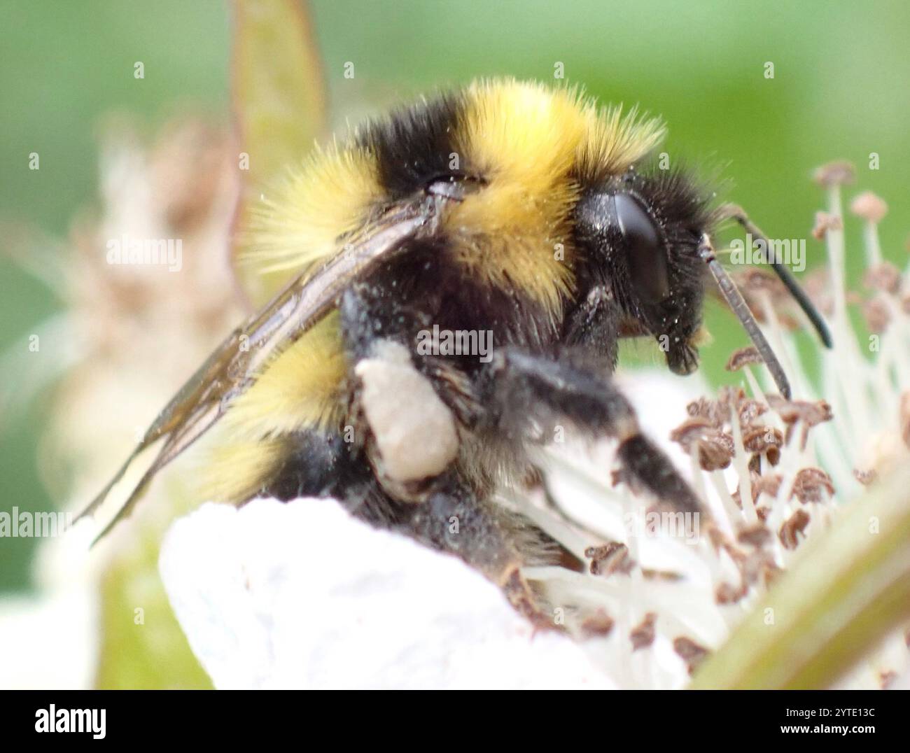 Heide Hummel (Bombus jonellus) Stockfoto