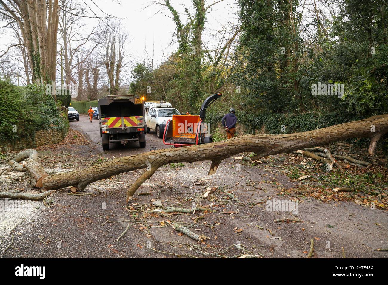 Sidmouth, Devon, 7. Dezember 24 Sturm Darragh hat einen Baum in Sid Road, Sidmouth, niedergerissen, die Stromversorgung vieler Häuser in der Gegend unterbrochen und die Straße für viele Stunden blockiert. Photo Central/Alamy Live News Stockfoto