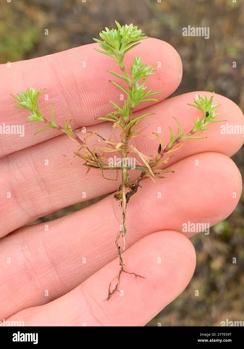 Knawel jährlich (Scleranthus annuus) Stockfoto