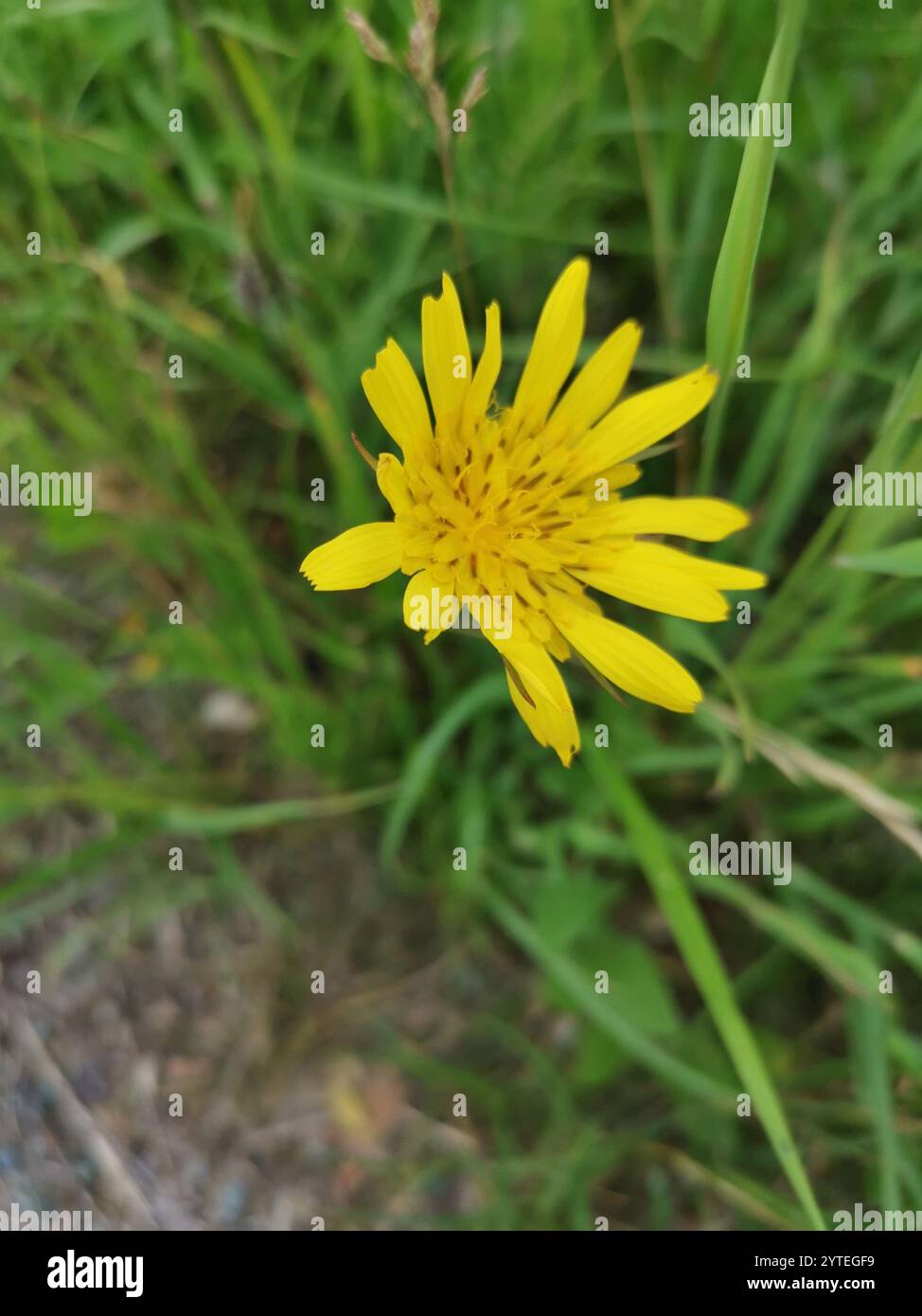 Östlicher Ziegenbart (Tragopogon orientalis) Stockfoto