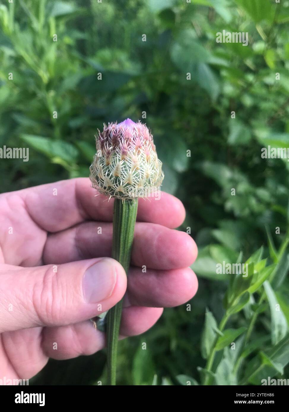 Amerikanische Korbblume (Plectocephalus americanus) Stockfoto