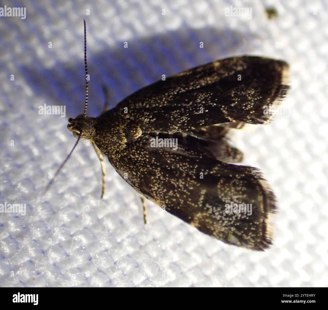 Brennnesselhahn (Anthophila fabriciana) Stockfoto