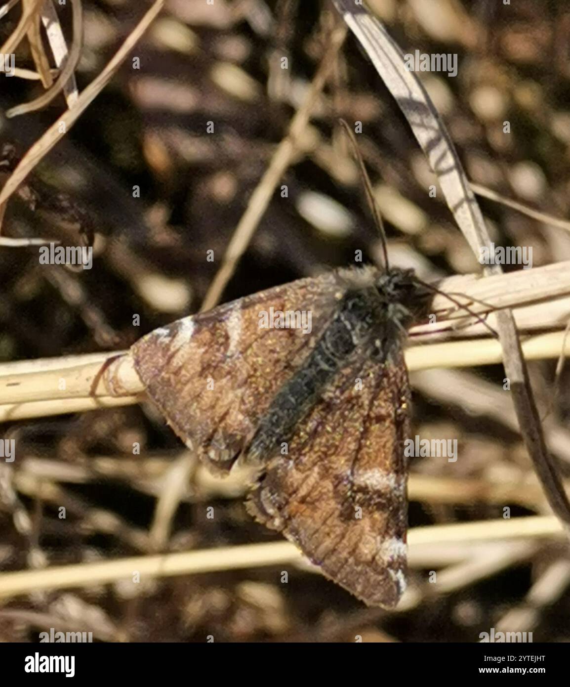 Orangefarbenes Unterflügel (Archiearis parthenias) Stockfoto