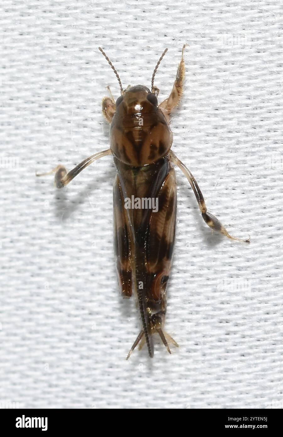 Größerer Zwergmole Grasshopper (Neotridactylus apicialis) Stockfoto