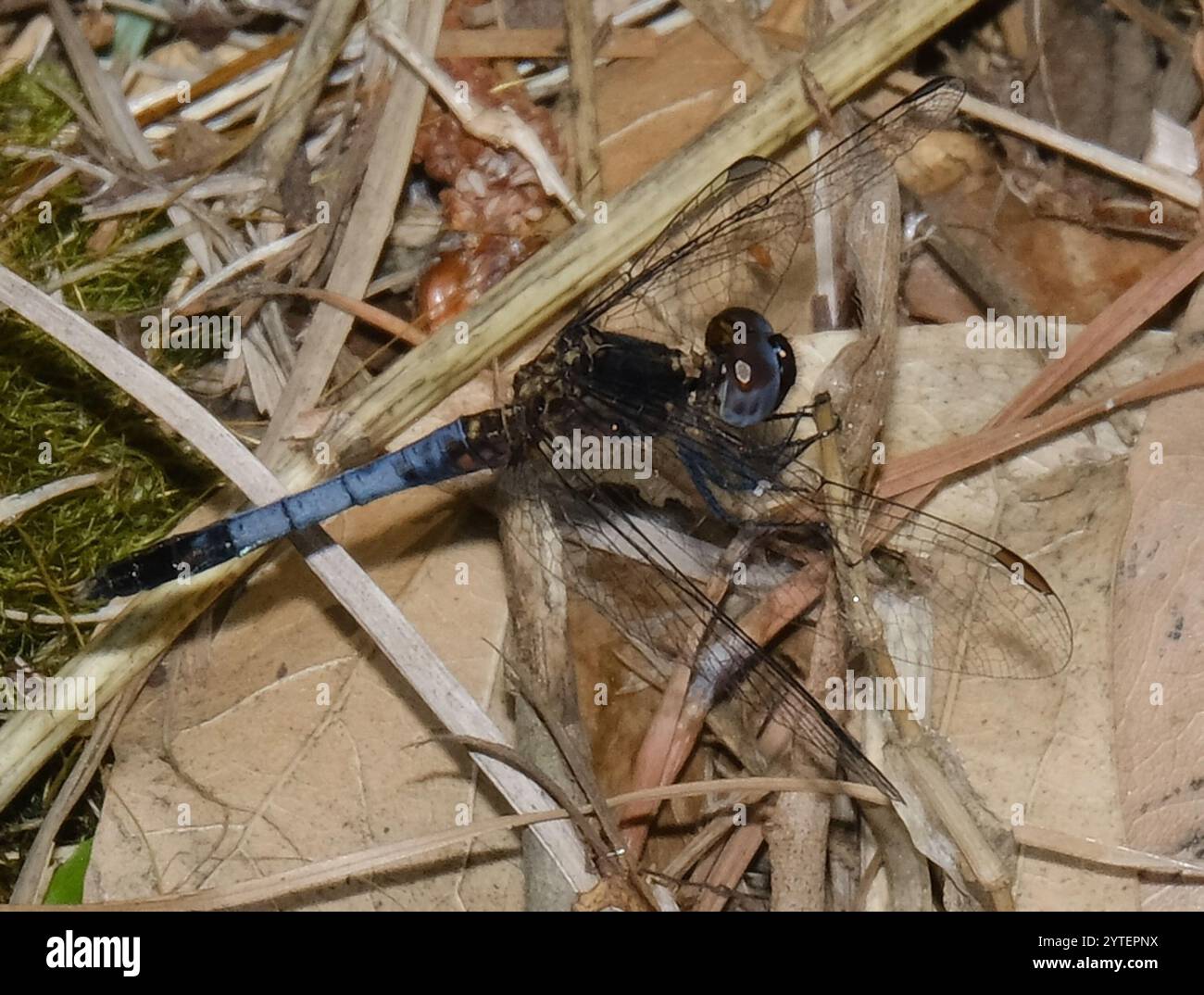 Little Blue Dragonlet (Erythrodiplax minuscula) Stockfoto