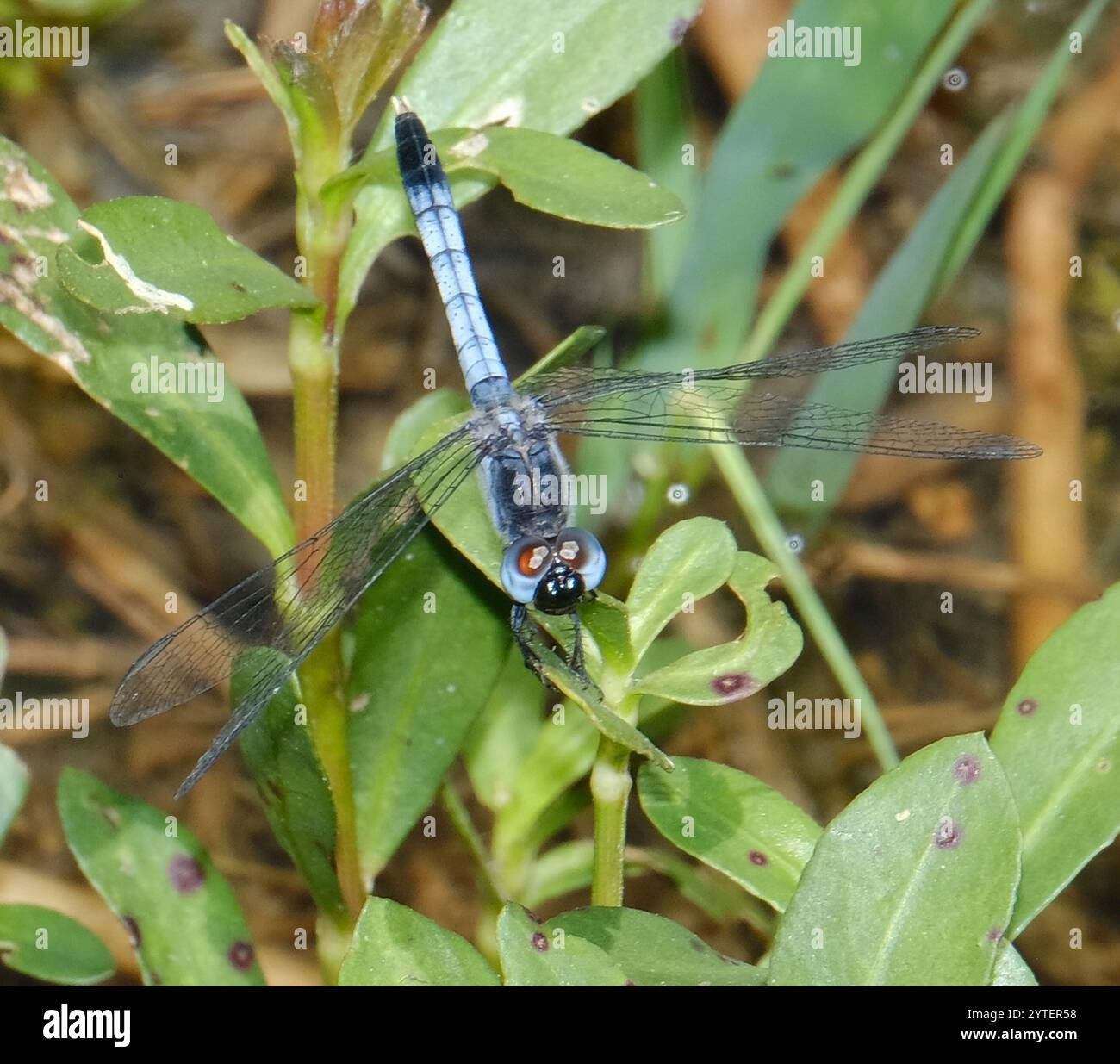 Little Blue Dragonlet (Erythrodiplax minuscula) Stockfoto