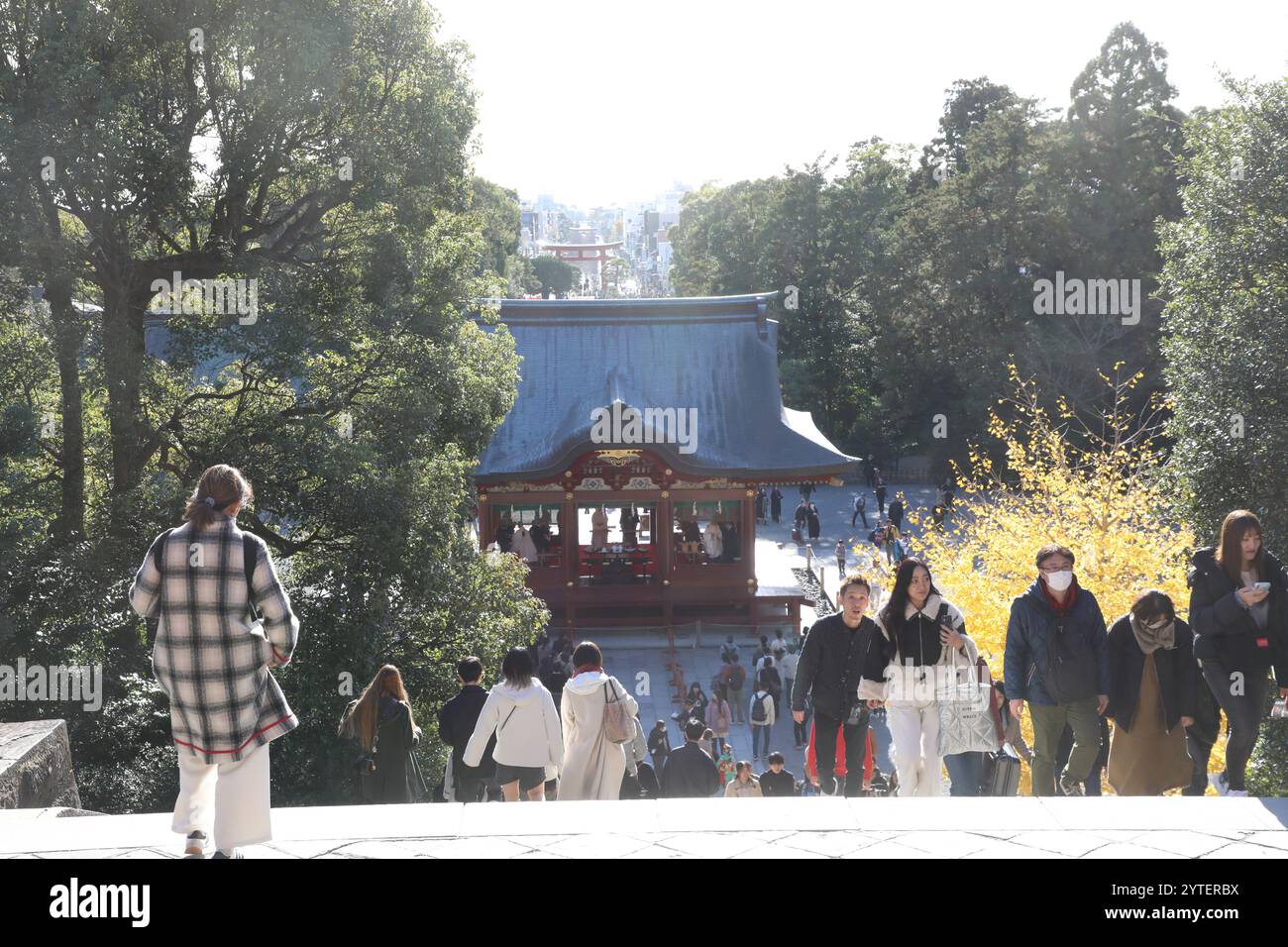 Tsurugaoka Hachimangu, der wichtigste schintoistische Schrein in der Stadt Kamakura, Präfektur Kanagawa, Japan Stockfoto