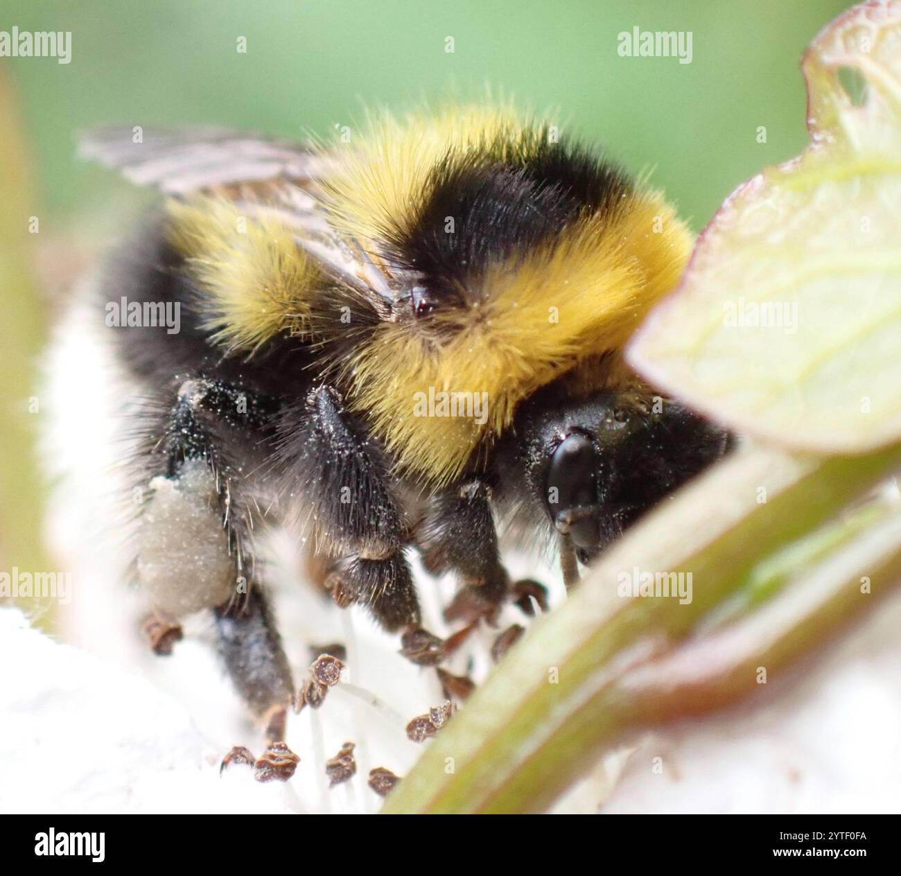 Heide Hummel (Bombus jonellus) Stockfoto