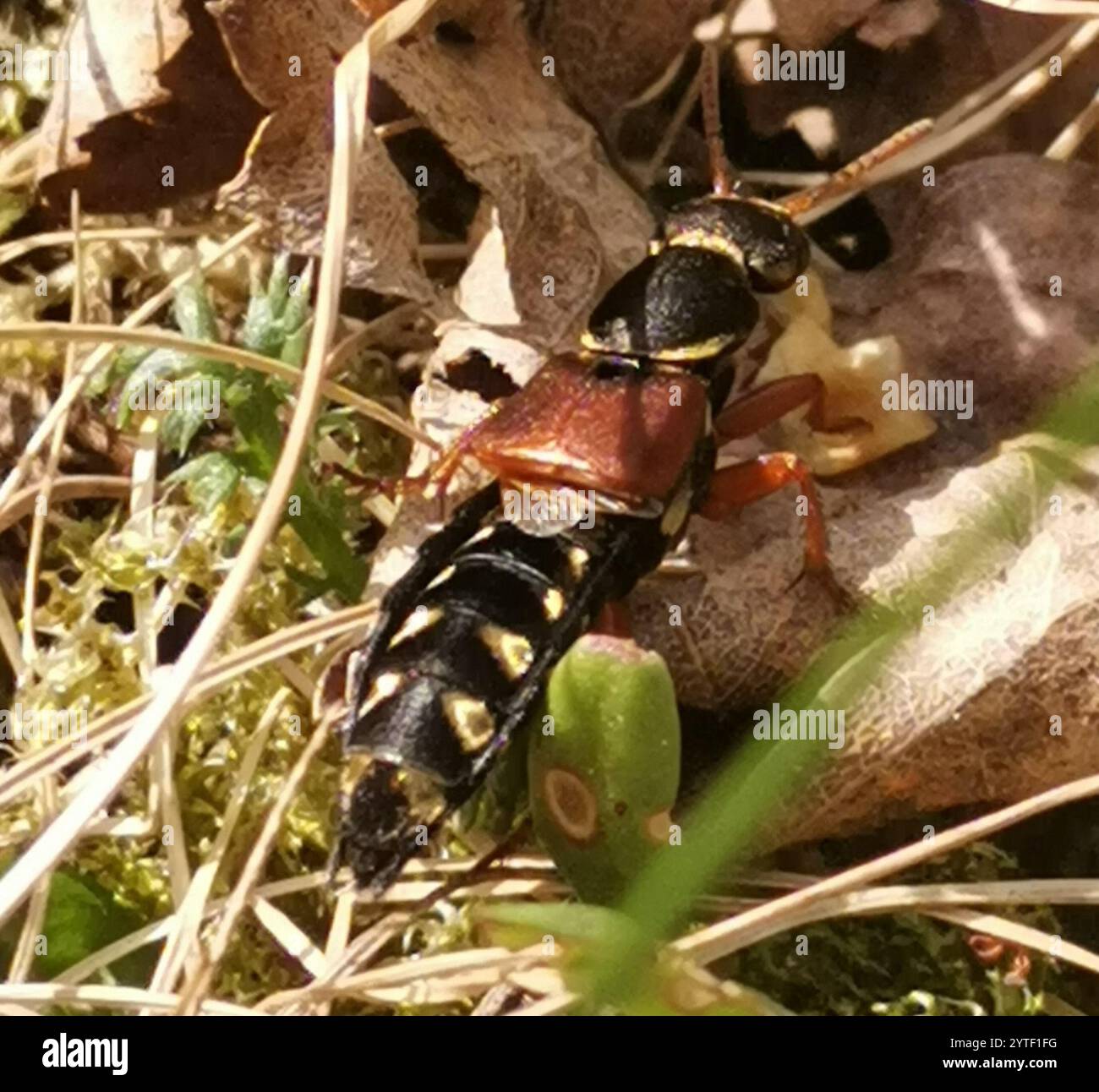 (Staphylinus caesareus) Stockfoto