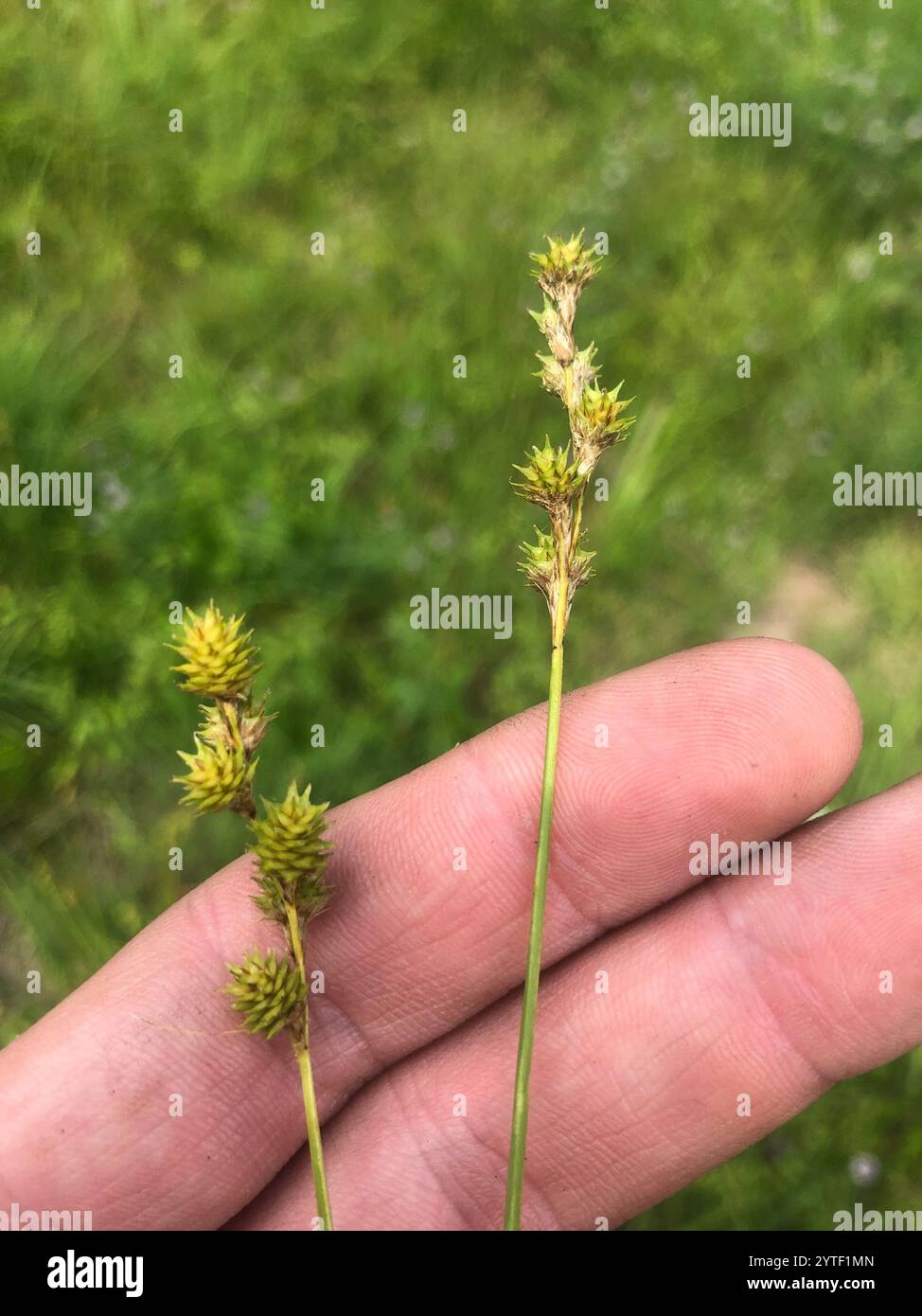 Segen (Carex festucacea) Stockfoto