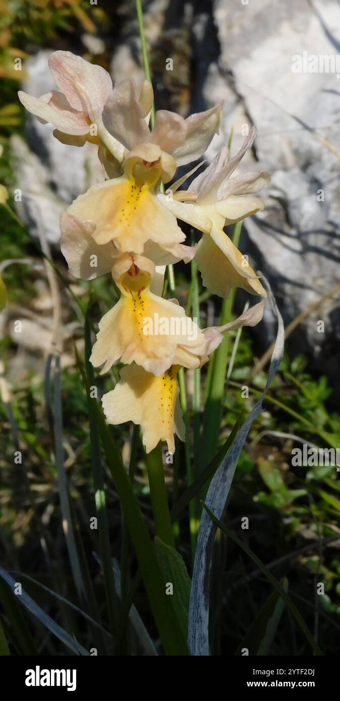 Spärlich blühende Orchidee (Orchis pauciflora) Stockfoto