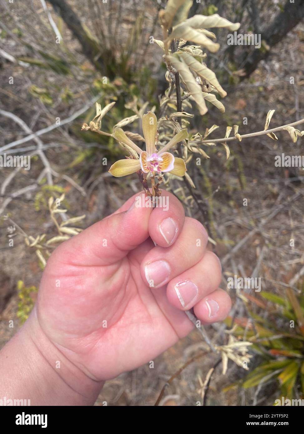 Inselpfauenorchidee (Psychilis macconnelliae) Stockfoto