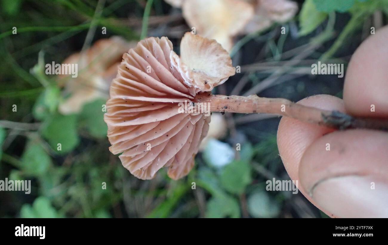 Wurzelschaft (Oudemansiella radicata) Stockfoto