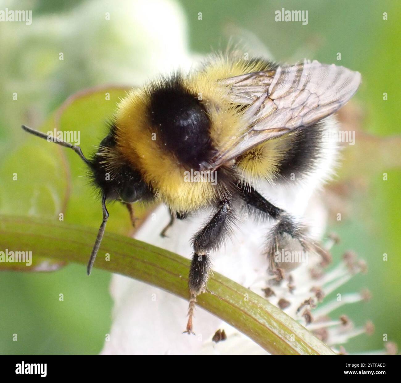 Heide Hummel (Bombus jonellus) Stockfoto