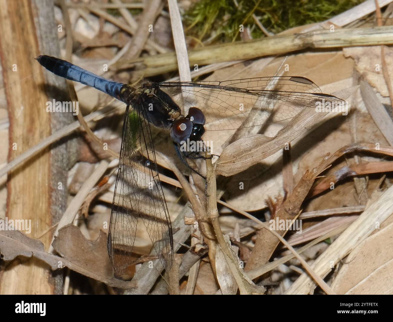 Little Blue Dragonlet (Erythrodiplax minuscula) Stockfoto