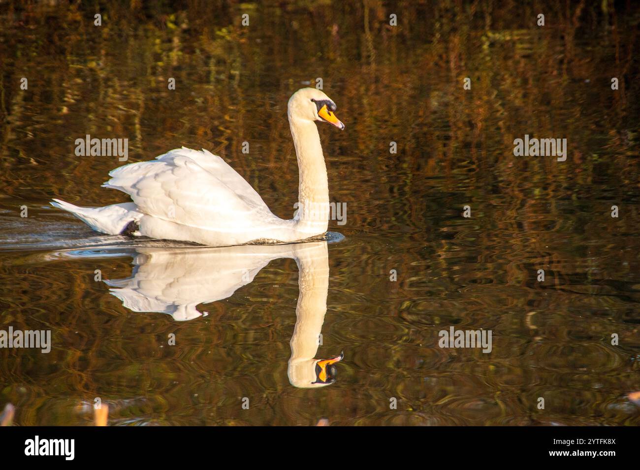 Ein Blick aus der Nähe auf einen erwachsenen Schwan, der um den See schwimmend ist Stockfoto